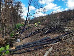 La CHD inicia actuaciones medioambientales en cinco cauces afectados por el incendio de la Sierra de la Culebra